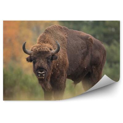 Fotótapéta Bölény az őszi erdő hátterében