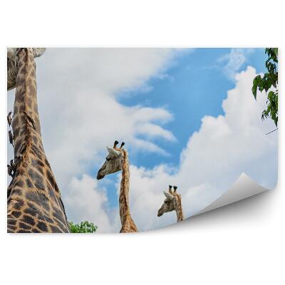 Modern fotótapéta Zsiráfok az égen