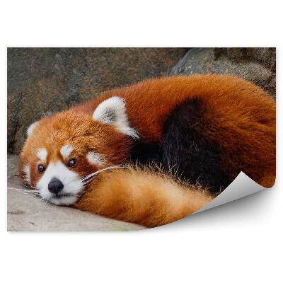 Öntapadós fotótapéta falra Kis vörös panda