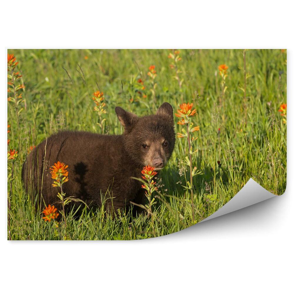 Modern fotótapéta Medvebocs a réten