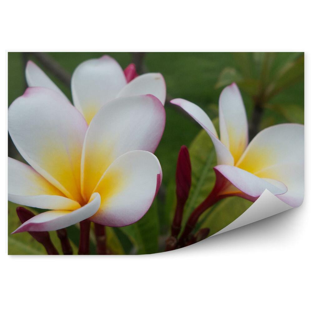 Fotótapéta Színes orchidea virágok mexikói növények