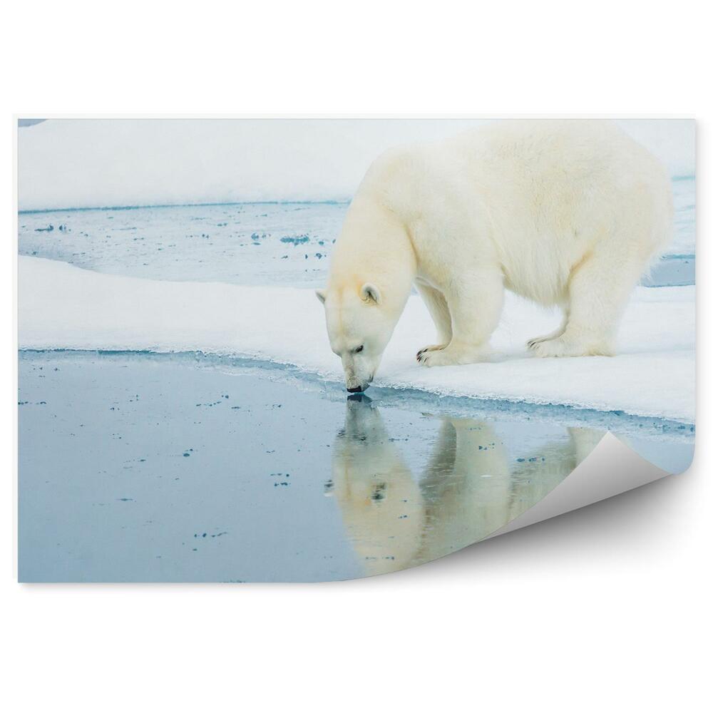 Modern fotótapéta Jegesmedve a hóban