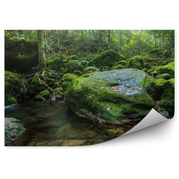 Fotótapéta Erdő víz természet moha