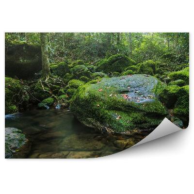 Fotótapéta Erdő víz természet moha