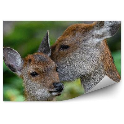 Modern fotótapéta Őzike és kölykök