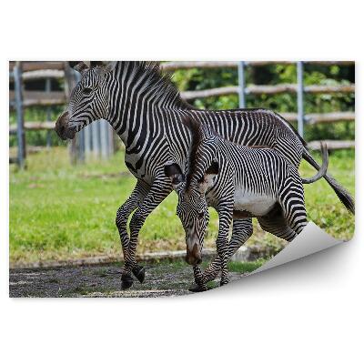 Öntapadós fotótapéta falra Zebra egy kölyökkel a háttérben