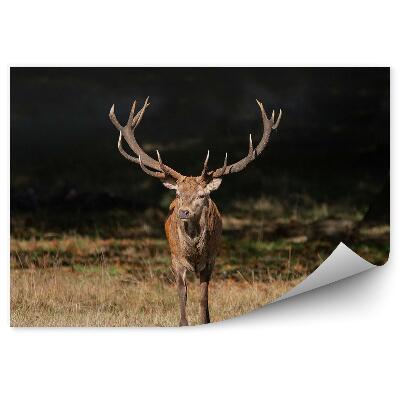 Fotótapéta Szarvas a réten