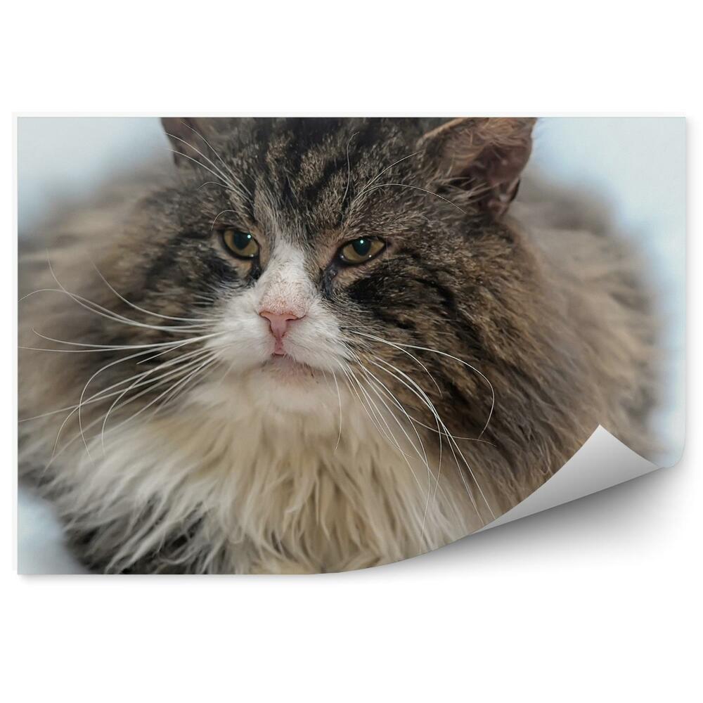 Fotótapéta Szibériai macska vastag prémes fehér háttér