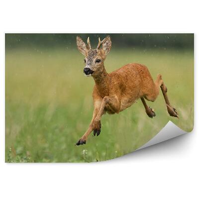 Poszter tapéta Fiatal szarvas mozgásban