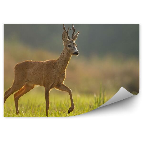 Öntapadós fotótapéta Szarvas a réten