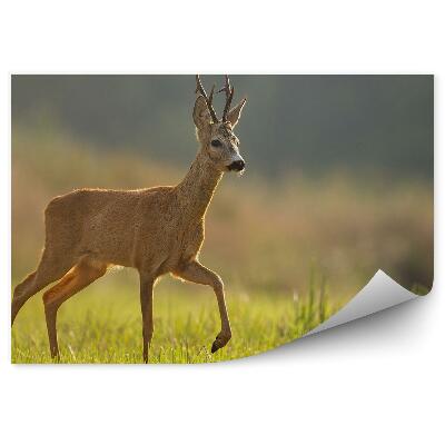 Öntapadós fotótapéta Szarvas a réten