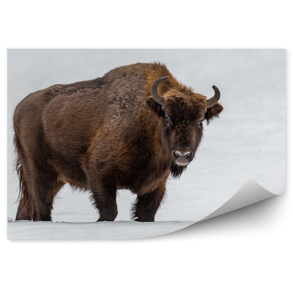 Öntapadó fotótapéta Bölény természetes élőhelyén