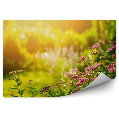 Fotótapéta Nyári kert virágok növények