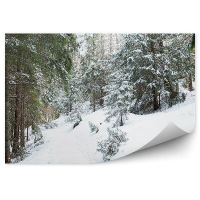 Öntapadó fotótapéta Sűrű tűlevelű erdő Zakopanéban