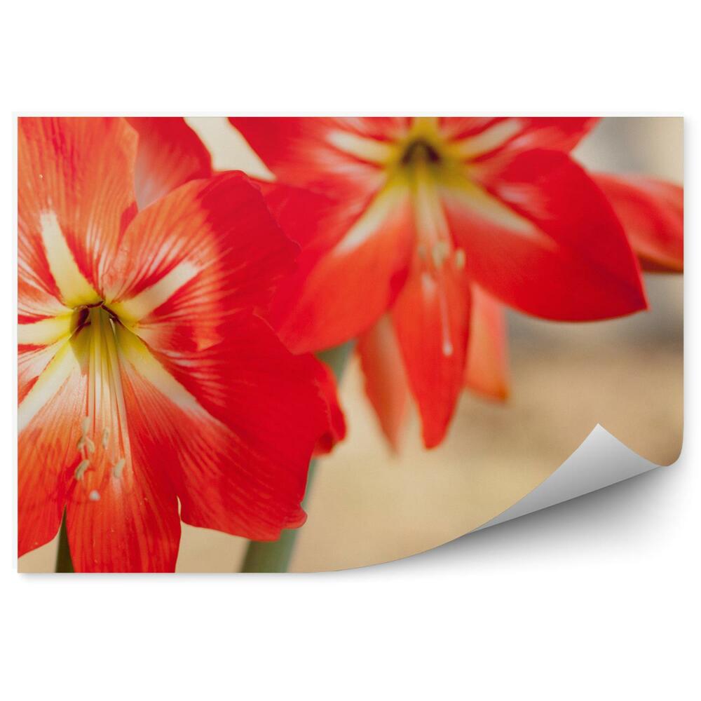 Poszter tapéta Piros liliomok virág bézs háttér