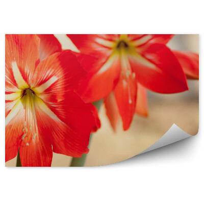 Poszter tapéta Piros liliomok virág bézs háttér