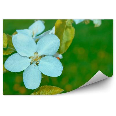 Poszter tapéta Fehér alma virág arany levelek zöld háttér