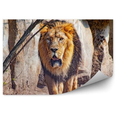 Öntapadó fotótapéta Észak-afrikai oroszlán az állatkertben