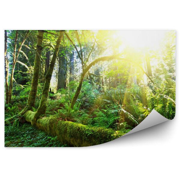 Poszter tapéta Trópusi erdő