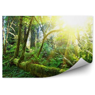 Poszter tapéta Trópusi erdő