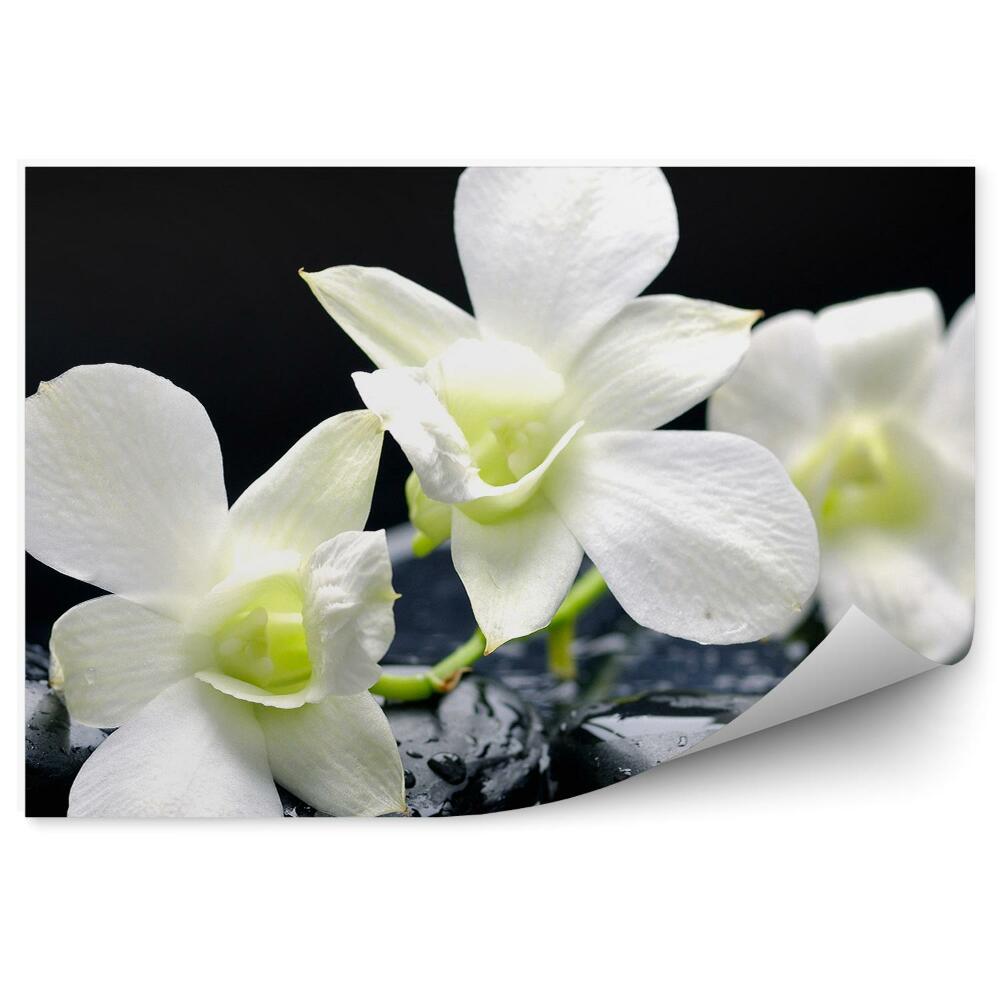 Fotótapéta Fehér orchidea víz kövek