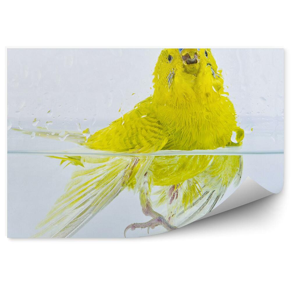 Öntapadós fotótapéta Egy törpepapagáj a vízben