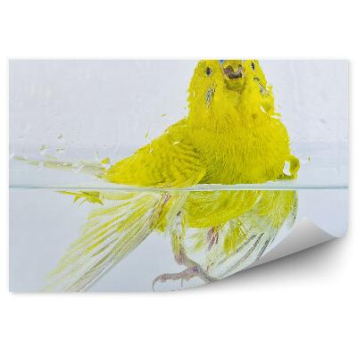 Öntapadós fotótapéta Egy törpepapagáj a vízben