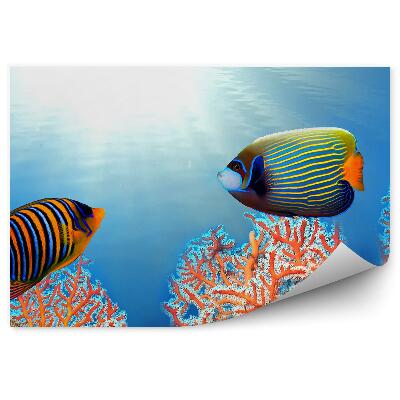Öntapadós fotótapéta Birodalmi szájhal korallzátony