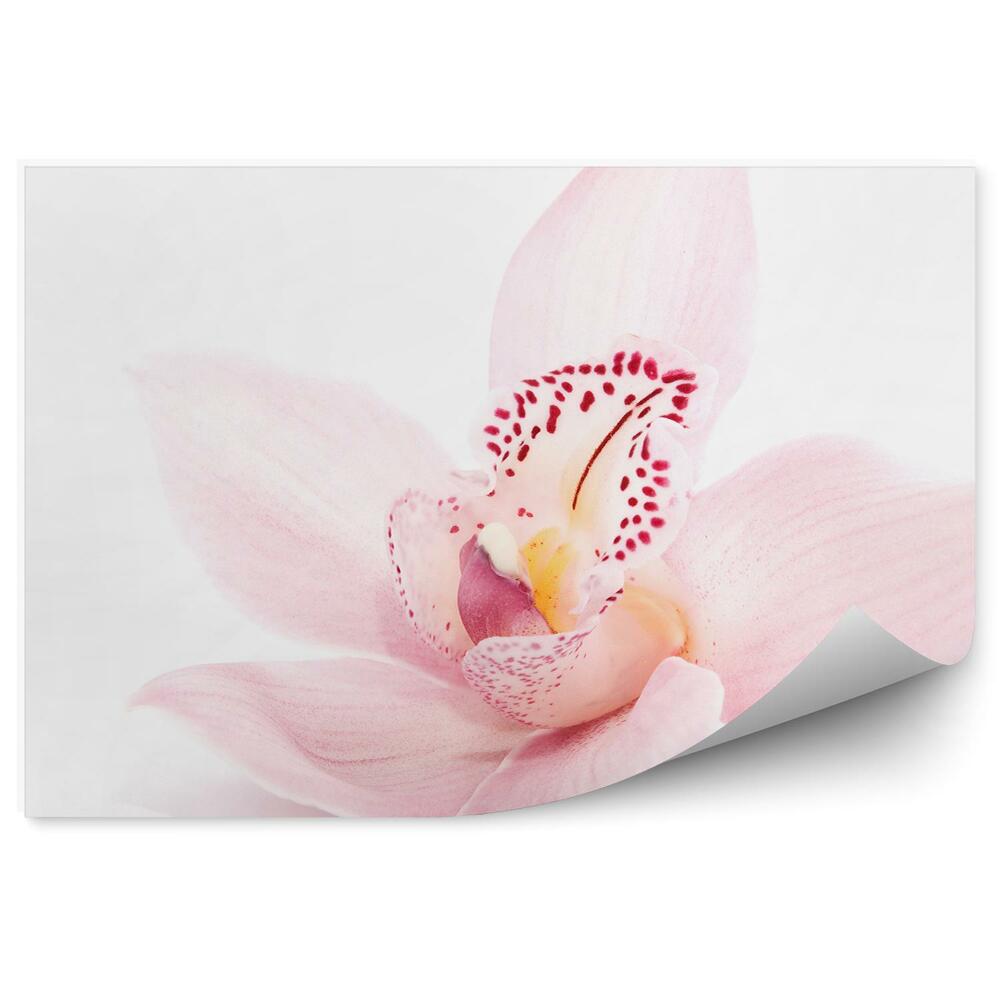 Poszter tapéta Rózsaszín orchidea