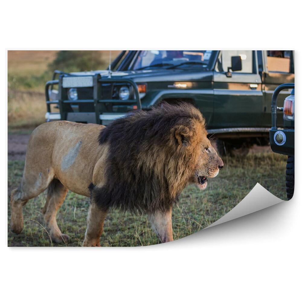 Modern fotótapéta Oroszlán állat sörény füves növényzet járművek