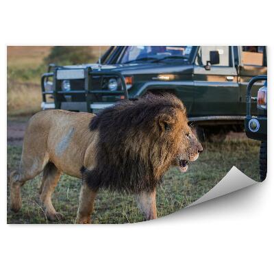 Modern fotótapéta Oroszlán állat sörény füves növényzet járművek