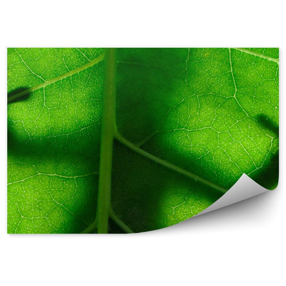 Öntapadós fotótapéta Gyík egy falevélen