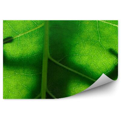 Öntapadós fotótapéta Gyík egy falevélen