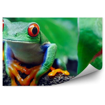 Öntapadó fotótapéta Vörös szemű leveli béka egy gallyon