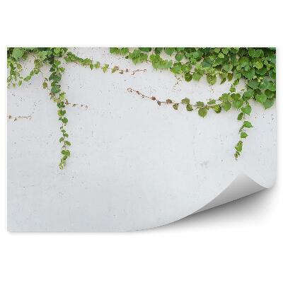 Poszter tapéta Ivy fehér falon