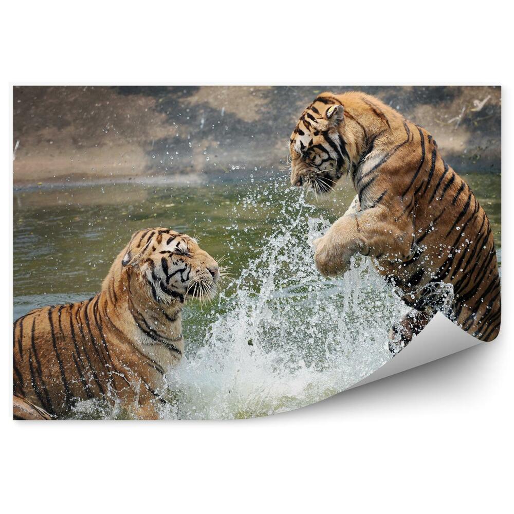 Öntapadós fotótapéta Tigrisek játszanak a vízben