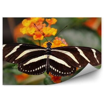 Öntapadó fotótapéta Fekete pillangó fehér csíkokkal és narancssárga virágokkal