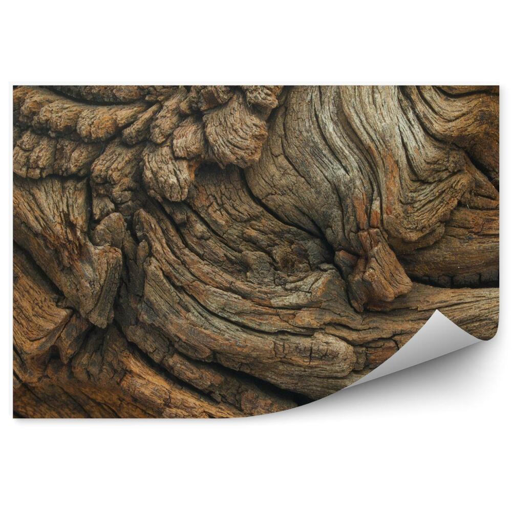 Fotótapéta tölgyfa