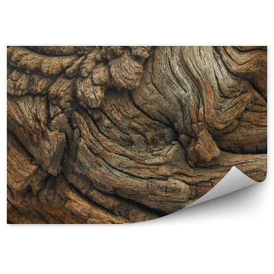 Fotótapéta tölgyfa