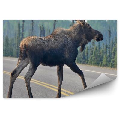 Fotótapéta Fiatal jávorszarvas az úton