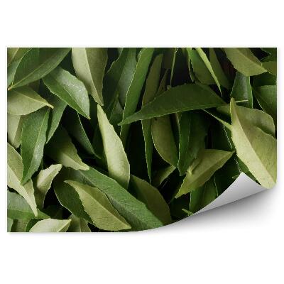 Öntapadós fotótapéta Curry levelek indiai zöld növények