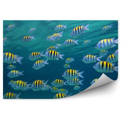 Fotótapéta Halraj halak víz alatti világ Karib tenger