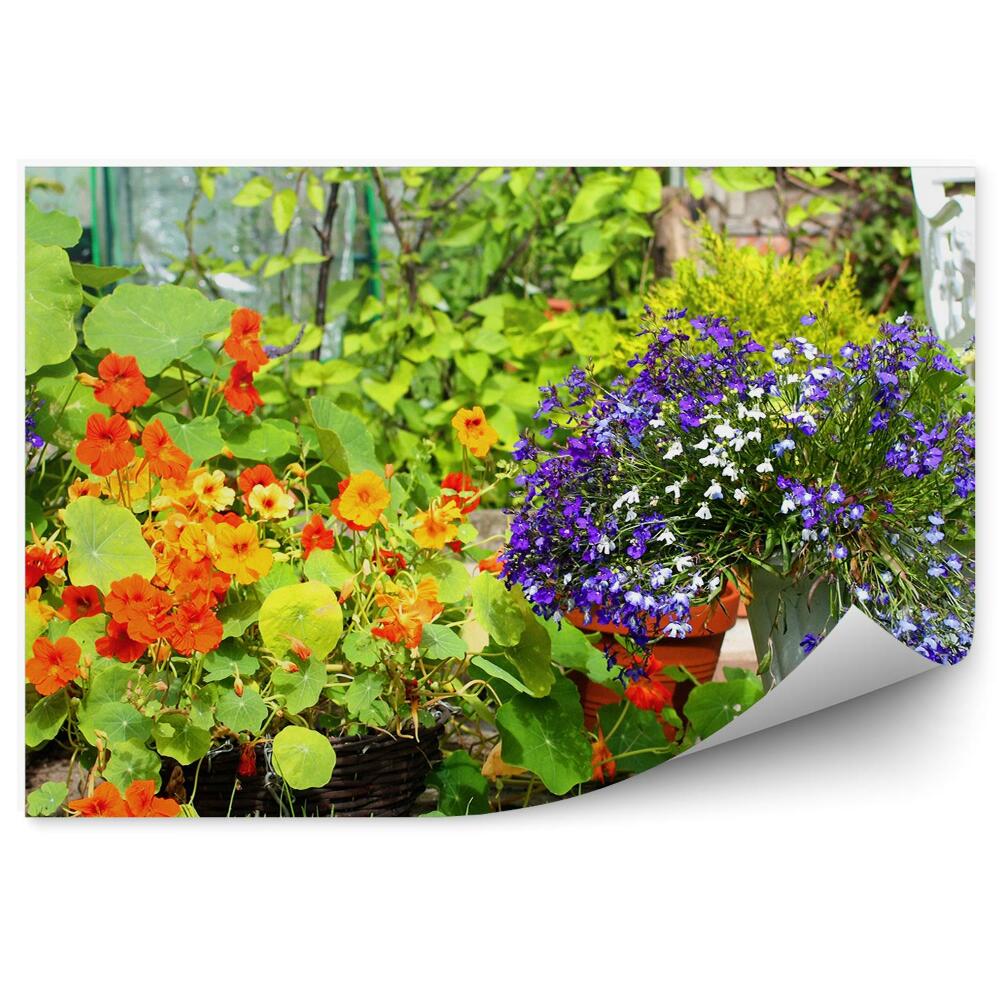 Fotótapéta Színes nyári kert virágok