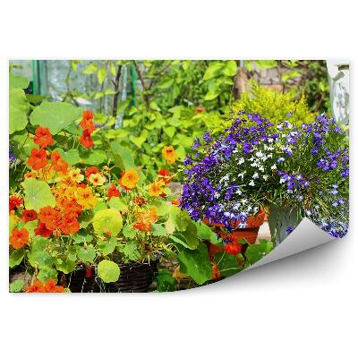 Fotótapéta Színes nyári kert virágok