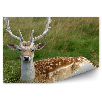 Öntapadós fotótapéta Rénszarvas pihen a fű között