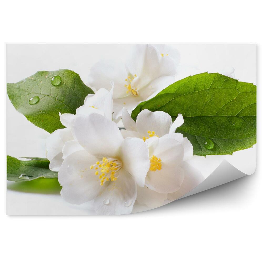 Poszter tapéta Fehér jázmin virágok harmat fehér háttér
