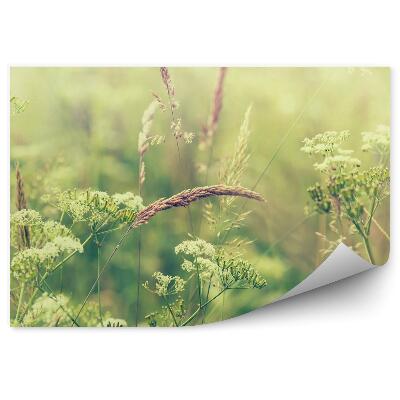 Öntapadós fotótapéta falra Virágzó füves rét