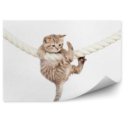 Fotótapéta Egy kis cica lóg egy vastag fehér kötélen