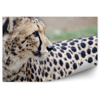 Öntapadós fotótapéta Gepárd hátranéz