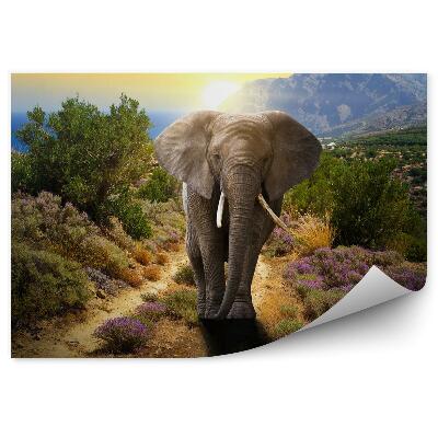 Fotótapéta Elefánt egy úton naplementekor